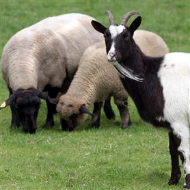 Georganiseerde Zorg schaap geit