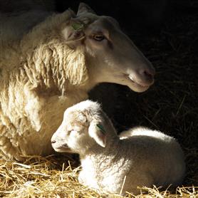 Georganiseerde Zorg schaap geit en SG-Online